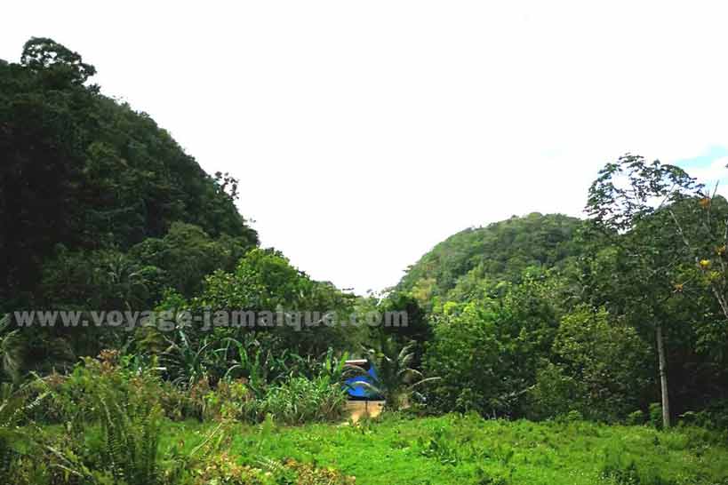 Westmorland sud Jamaïque